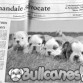 BULLCANES English and French bulldog puppies for Sale
Bulldog Ingles y bulldog frances a la venta!
http://www.bullcanes.net